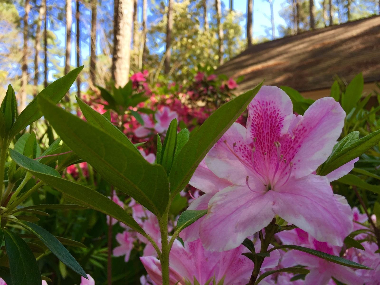 April 2025 Lowcountry events, real estate tips, local eats, and lifestyle from The Cobb Group.